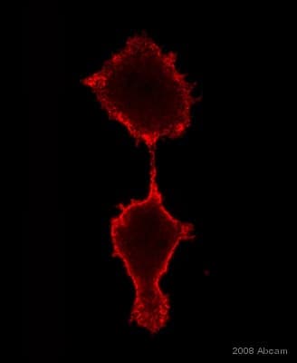 Anti-Integrin beta 1 antibody [12G10](AB30394)