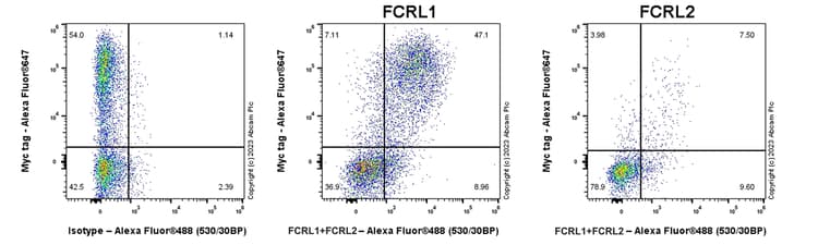 Anti-FCRL1+FCRL2 antibody [EPR26947-62](AB308064)