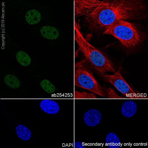 Anti-Bmi1 antibody [EPR22604-160] - ChIP Grade(ab254253)