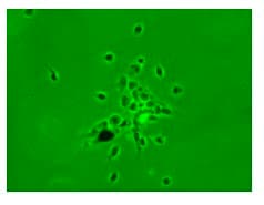 Anti-Nestin antibody [7A3](AB81462)