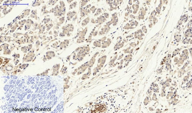 Anti-p53 antibody(AB131442)