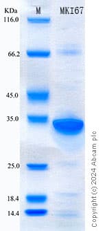 Recombinant Human Ki67 Protein Standard (His tag)(ab316629)