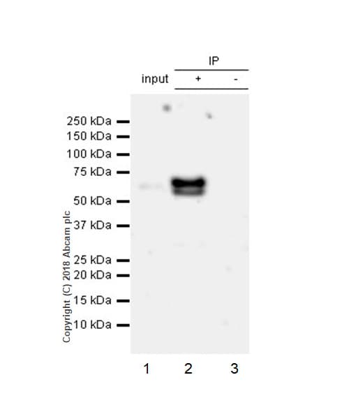 Anti-ETS2 antibody [EPR22419](AB219948)