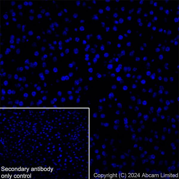Anti-Nogo A + Nogo D antibody [EPR26286-15] - BSA and Azide free(AB318265)