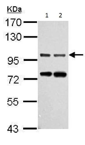 Anti-Gephyrin antibody(AB228674)