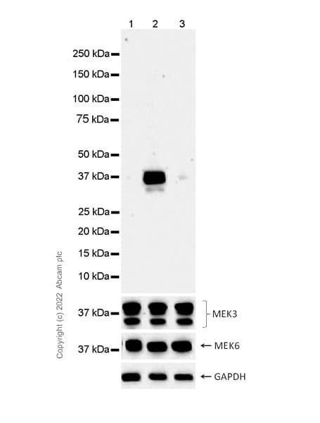 Anti-MEK3 (phospho S189) + MEK6 (phospho S207) antibody [EPR24759-32](AB289976)