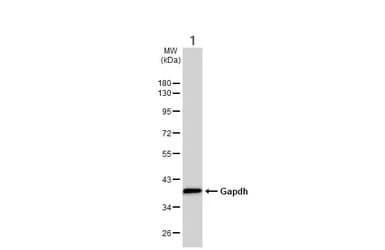 Anti-GAPDH antibody - Loading Control(AB210113)