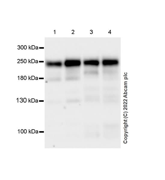 Anti-Brd4 antibody [EPR25425-23](AB289886)