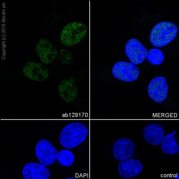 Anti-MED4 antibody [EPR7816] - BSA and Azide free(AB248327)