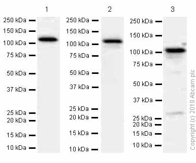 Anti-PI 3 Kinase p110 delta antibody [EPR386](AB109006)
