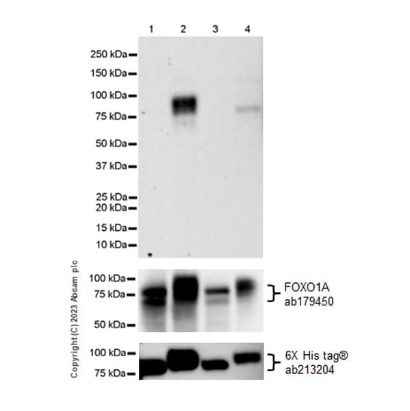 Anti-FOXO1A antibody [EPR12020](AB179450)