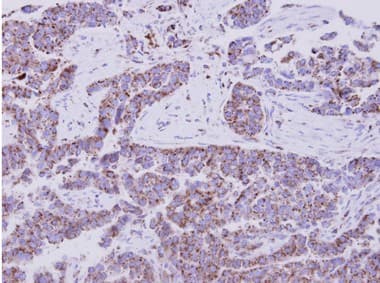 Eif1ay Antibody Ab155546  Immunohistochemistry Formalin Pfa Fixed Paraffin Embedded Sections Img98301