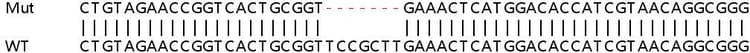 Ab258940  Sanger Sequencing Img411925