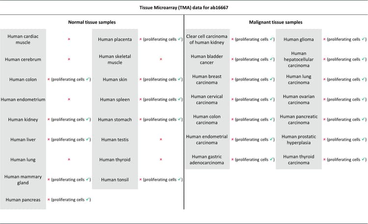 Goat Anti-Rabbit IgG H&L (HRP polymer)(AB214880)