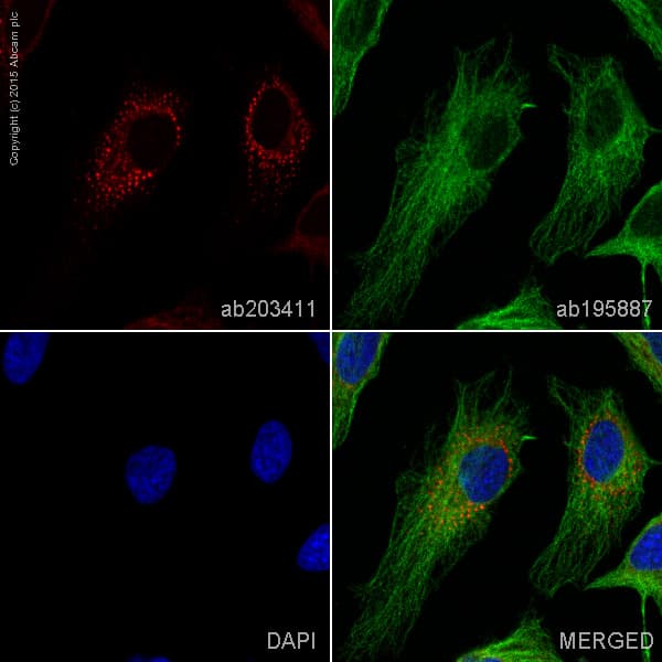 Alexa Fluor® 594 Anti-KDEL antibody [EPR12668] - ER Marker(AB203411)