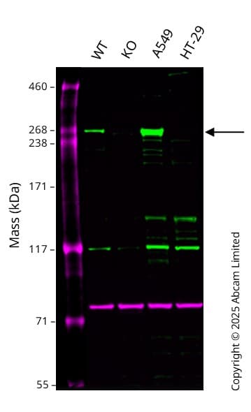 Anti-Calnexin antibody [CANX/1543](AB238078)