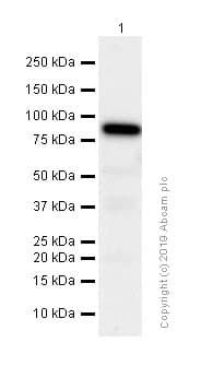 Braf Antibody Ep152y Ab33899  Western Blot Img28944