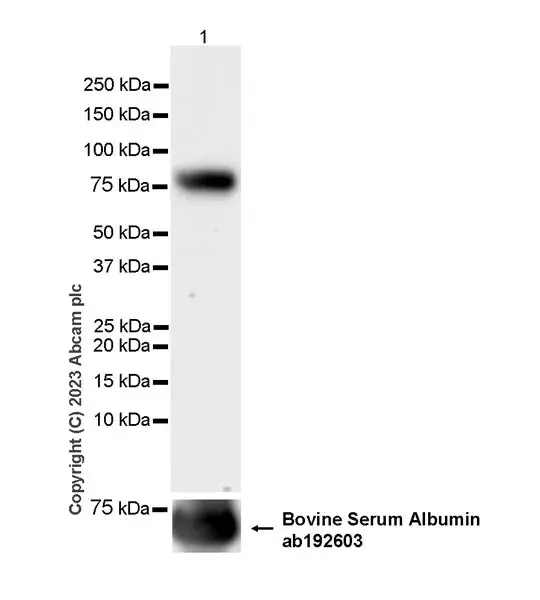 Anti-Albumin antibody [EPR12774](AB192603)