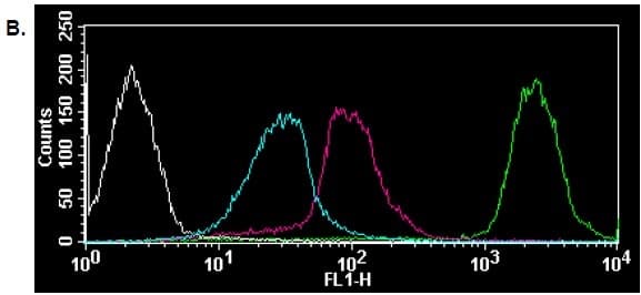 Protein Synthesis Assay Kit (Green)(AB239725)