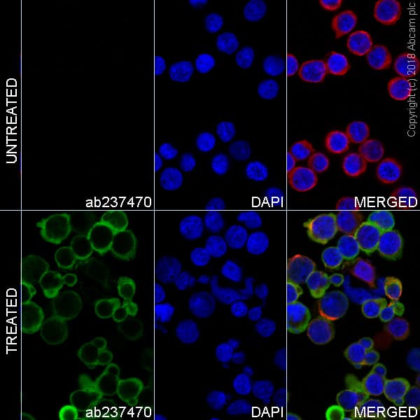 Alexa Fluor® 488 Anti-VAV1 (phospho Y174) antibody [EP510Y](AB237470)