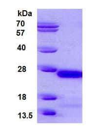 Ab126922  Sds Page Img31436