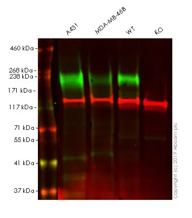 Anti-CCR7 antibody [4B12](ab52602)
