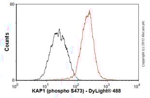 Anti-KAP1 antibody [EPR5249](AB109545)