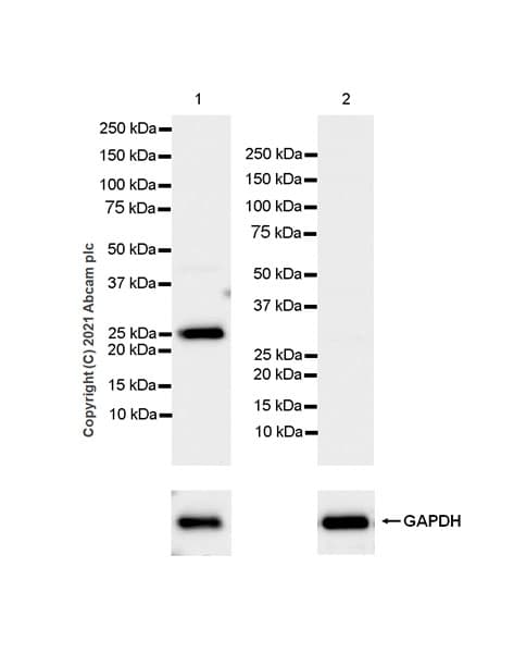 Rab3a Antibody Epr24450 44 Bsa And Azide Free Ab285170  Western Blot Img165345