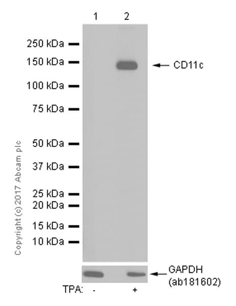 Anti-CD11c antibody [EP1347Y] - C-terminal(AB52632)