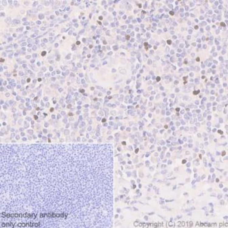 Anti-FOXP3 antibody [236A/E7] - BSA and Azide free(AB96048)
