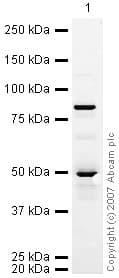 Anti-DCAMKL1 antibody(AB31704)