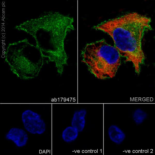 Anti-Integrin alpha V antibody [EPR16800](AB179475)