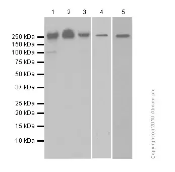 Anti-BRG1 antibody [EPNCIR111A](AB110641)