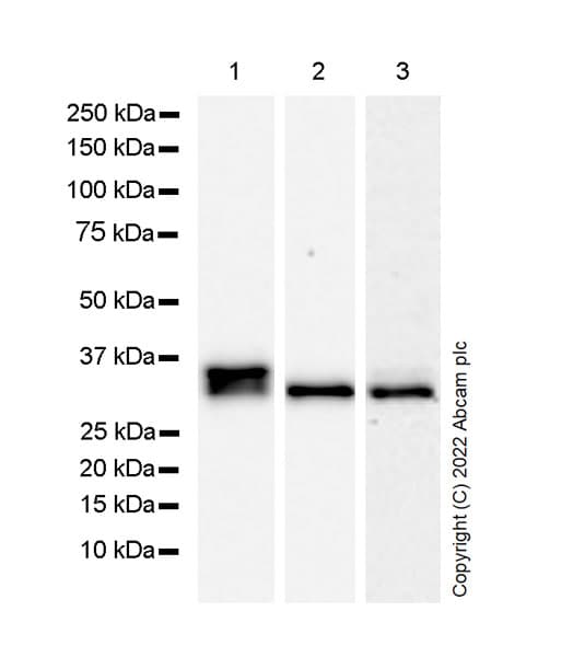 Pim1 Antibody Epr24447 39 Bsa And Azide Free Ab300454  Western Blot Img451873
