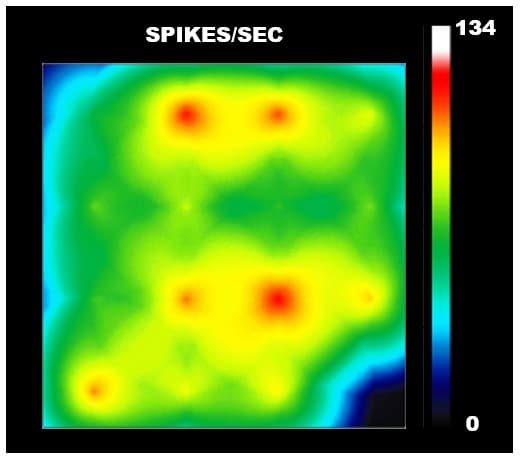 Cortical Glutamatergic Neurons - Human iPSC-derived cell (Male, WC-30)(AB315366)