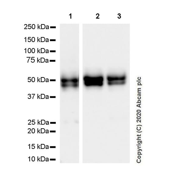 Anti-NeuN antibody [EPR12763] - Rat IgG2a (Chimeric)(AB279297)
