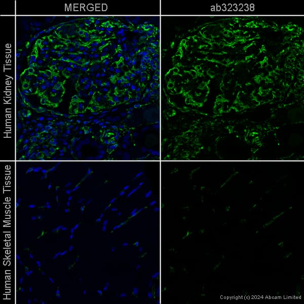 Goat Anti-Chicken IgY H&L (Alexa Fluor® 488) preadsorbed(AB150173)