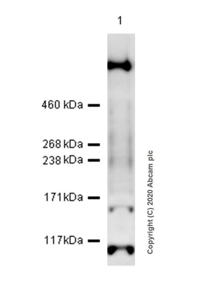 Anti-KMT2D / MLL2 antibody [EPR20604-73] - BSA and Azide free(AB274431)