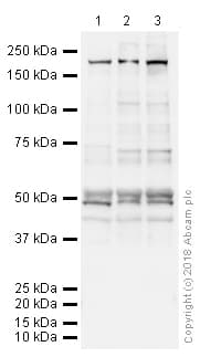 Anti-VGluT1 antibody [N28-9](AB134283)