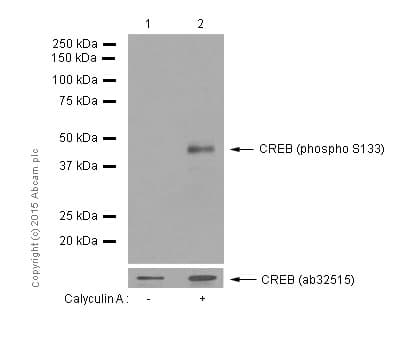 Anti-CREB (phospho S133) antibody [E113](AB32096)