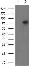 Anti-PADI4 / PAD4 antibody [OTI4H5](AB128086)