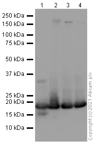 Anti-Histone H3 (mono methyl K4) antibody - ChIP Grade(AB8895)