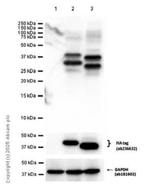 Anti-Mannan Binding Lectin/MBL antibody [EPR18381-156] - BSA and Azide free(AB232251)