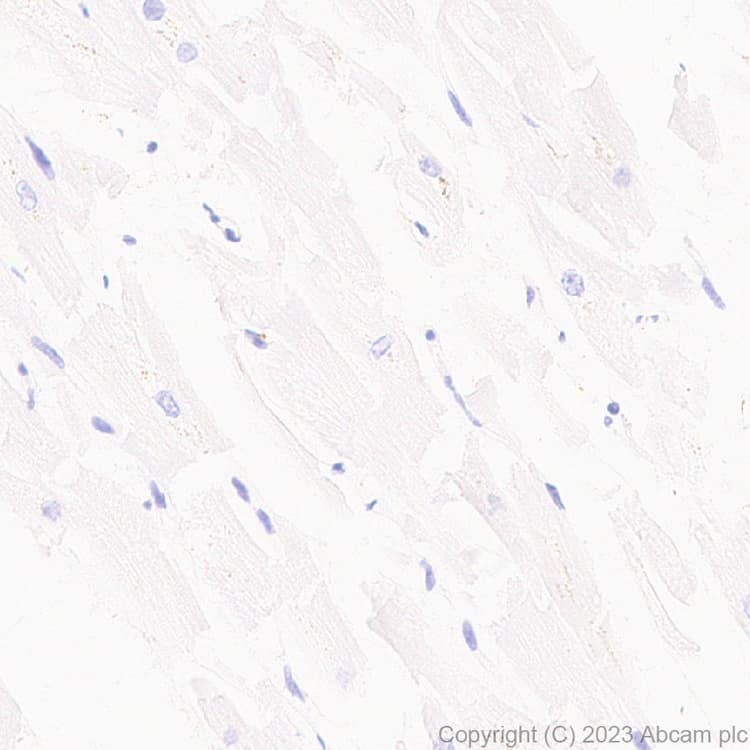 Anti-HCN3 antibody [EPR27844-43] - BSA and Azide free(AB313792)