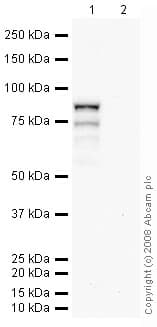 Anti-TBR2 / Eomes antibody(AB23345)