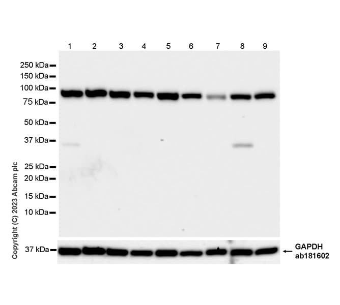 Anti-KPNB1 antibody [EPR26137-52](AB313370)