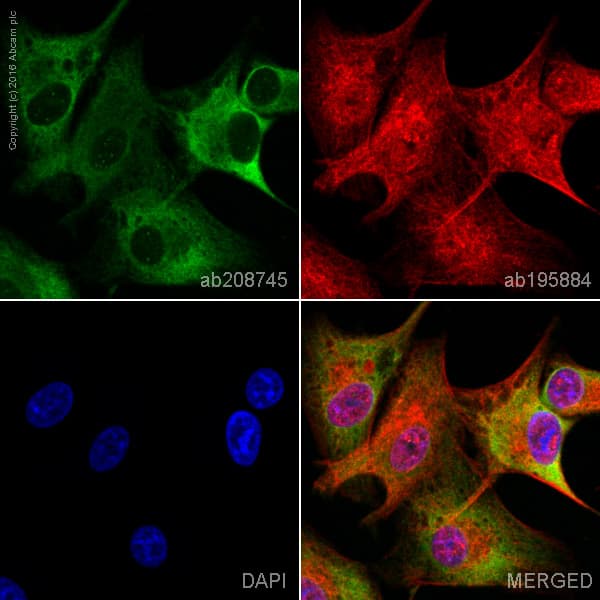 Anti-GAP43 antibody [EP890Y] - BSA and Azide free(AB219582)