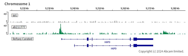 Anti-NR2F2 antibody [EPR18443] - BSA and Azide free(AB240387)