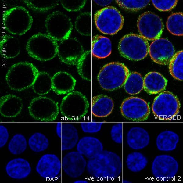Anti-CD19 antibody [EPR5906](AB134114)
