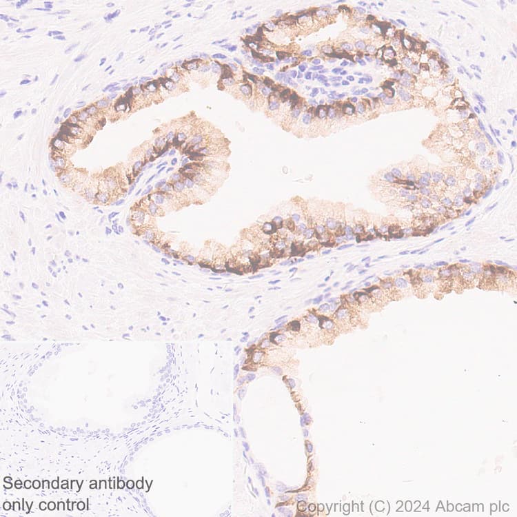 Anti-NEFH antibody [EPR20020] - Chicken IgY (Chimeric) - BSA and Azide free(AB317043)